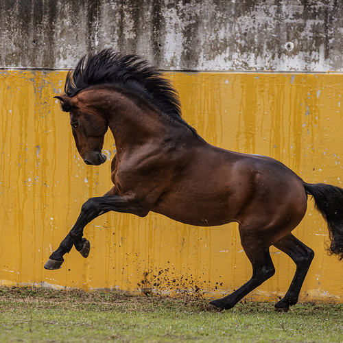 The Lusitano Stallion