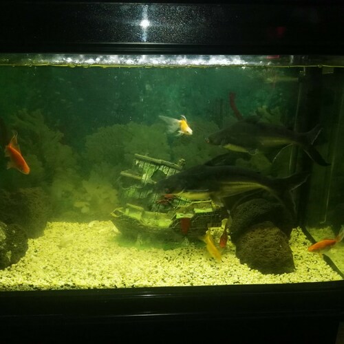 Photo #13799253