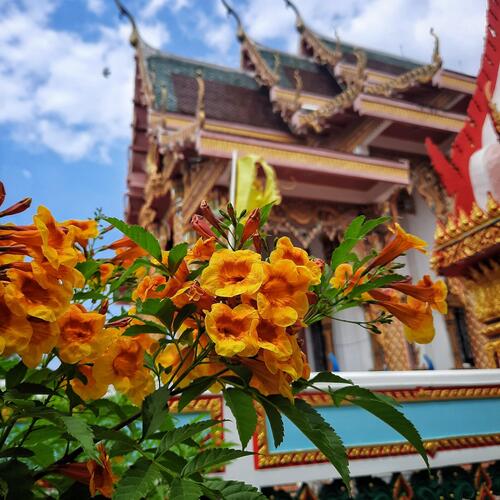 Photo #13799258