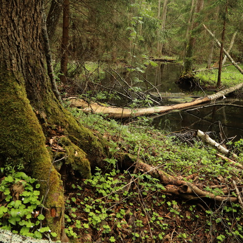Photo #13799642