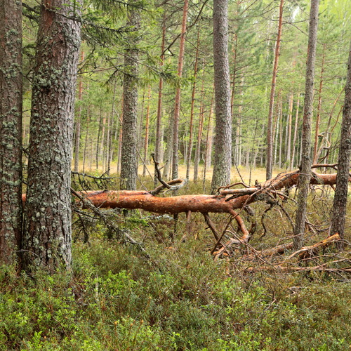 Photo #13799648