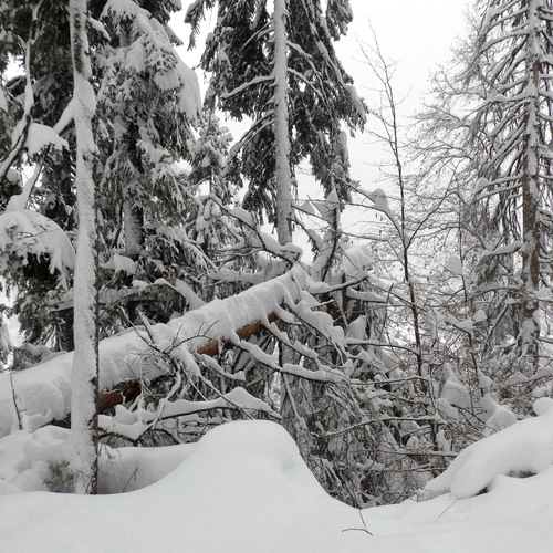 Photo #13799650