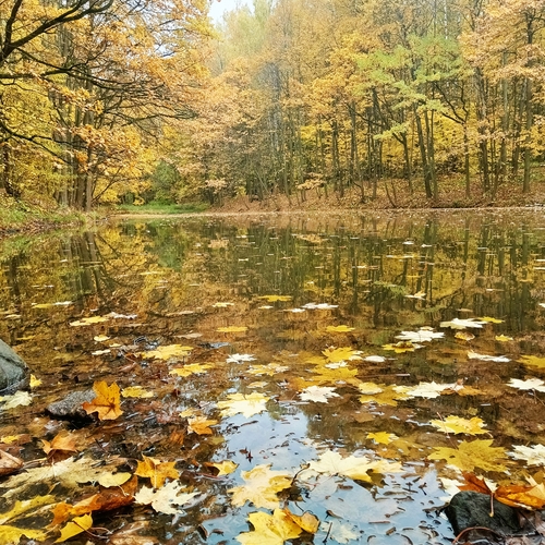 Photo #13800635