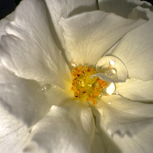 Grace in bloom