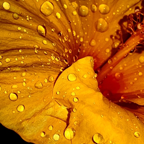 Nature’s liquid pearls on vibrant yellow