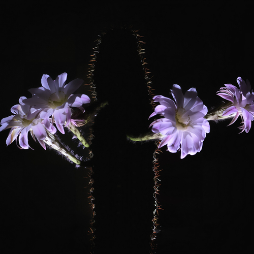 Photo #13801335