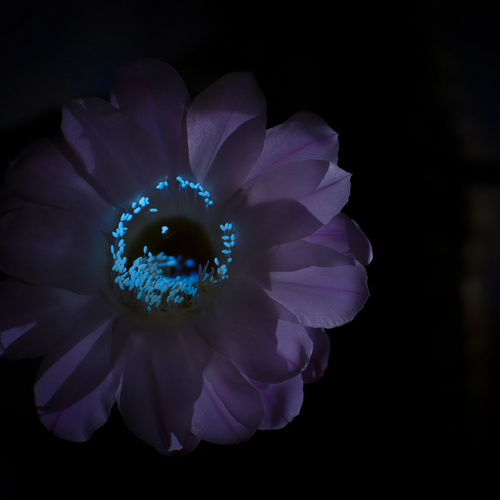 Echinopsis в ультрафиолете