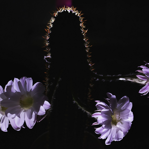 Photo #13801339