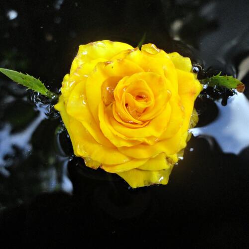 Photo #13801643