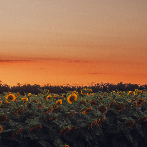 Photo #13803045