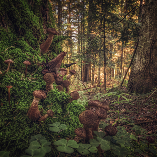 The Hidden Orchard of Shadows