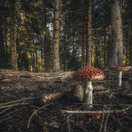 Such Stuff as Toadstool Dreams Are Made Of