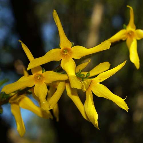 Spring in yellow