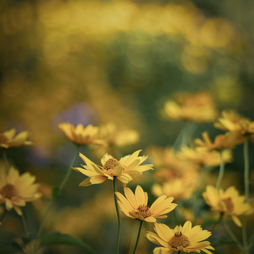 Golden Summer Glow