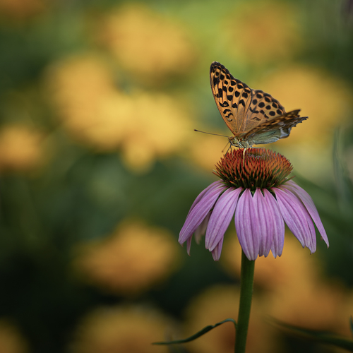 Golden Encounter