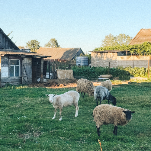 Photo #13805605
