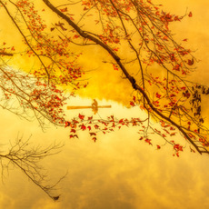 Tran Linh