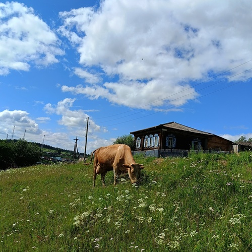 Photo #13806519