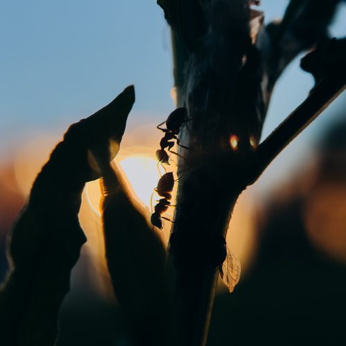 Photo #13807457