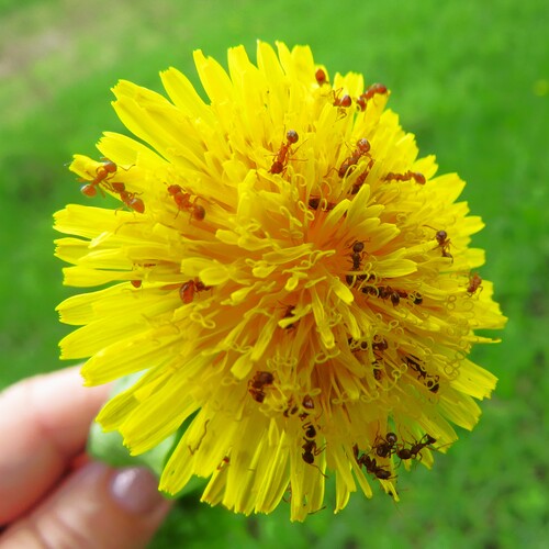 Photo #13807476