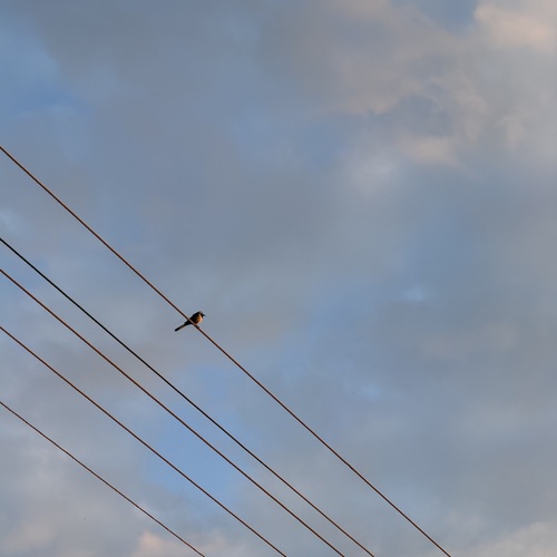 Photo #13807786