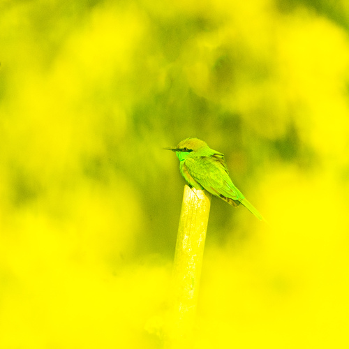 Photo #13808765