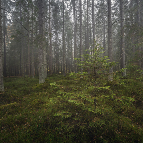 Photo #13808975