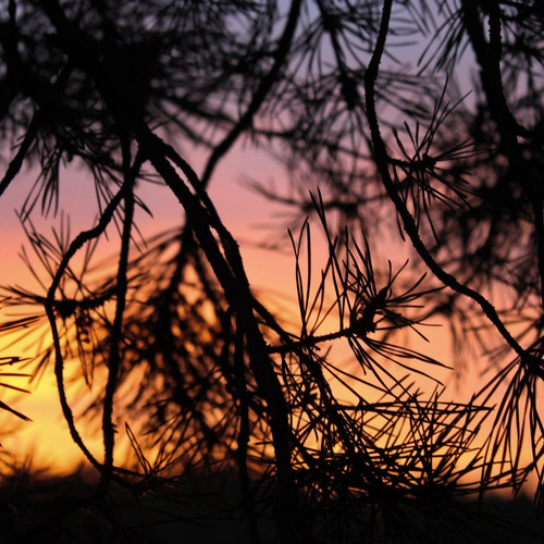 Photo #13809317