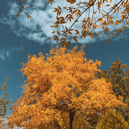 Photo #13809437