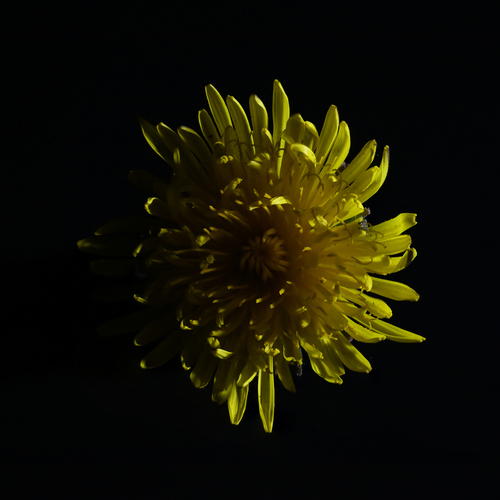 Photo #13809502