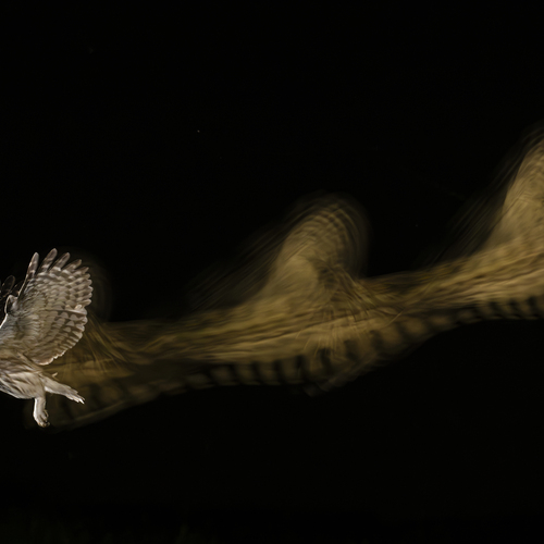 Photo #13809800