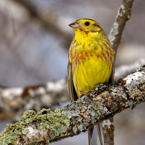 Emberiza citrinella × leucocephalos