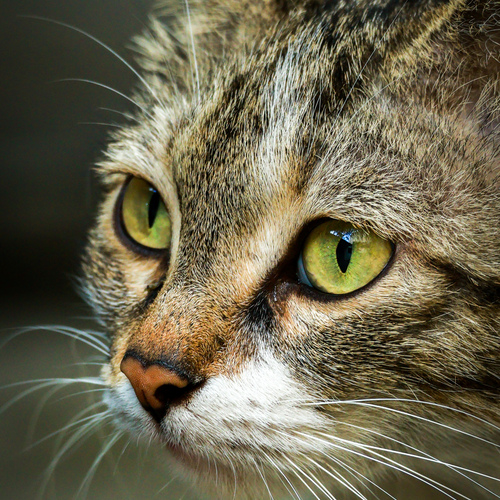 Photo #13809922