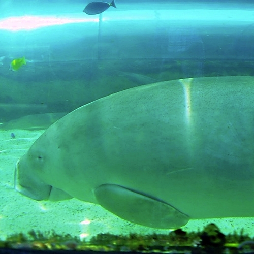 Underwater life