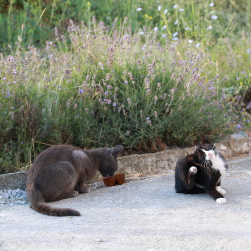 Photo #13810053