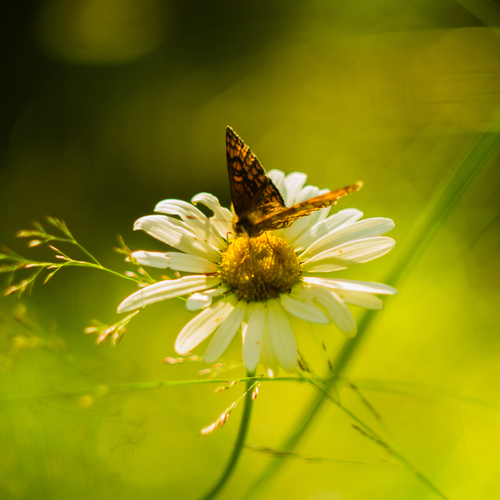 Common Oxeye Daisies