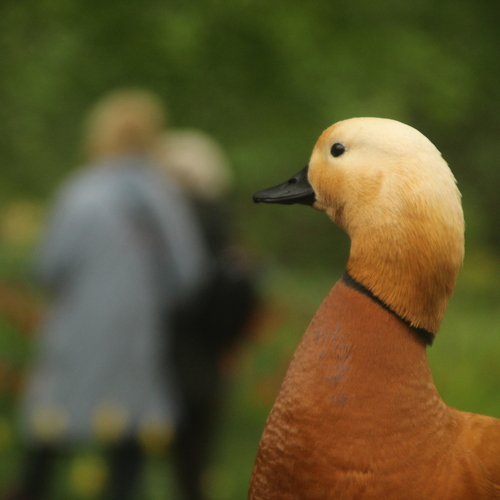 Photo #13810436
