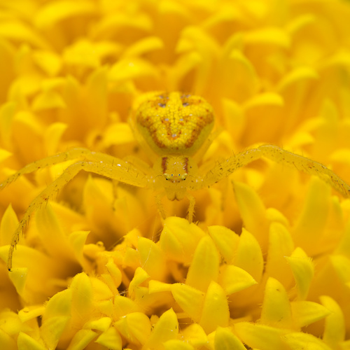 Invisible Yellow
