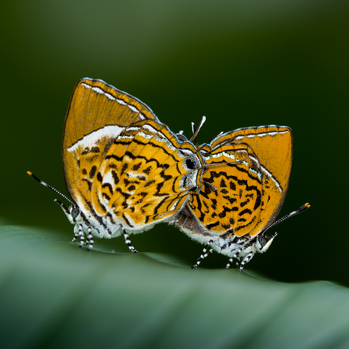 Mating of Monkey Puzzle Butterflies
