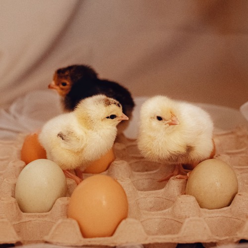 Photo #13811618