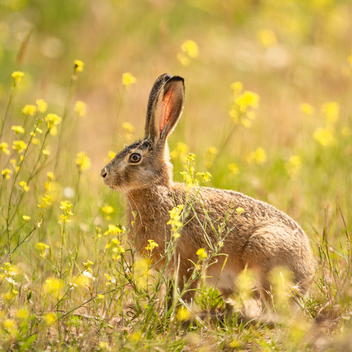European Hare in Yellow Meadow