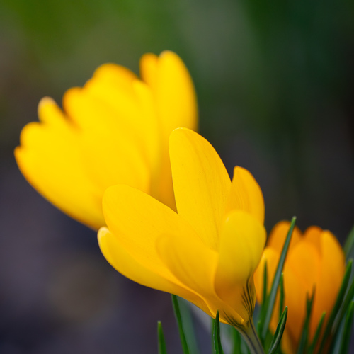 Yellow Croccus