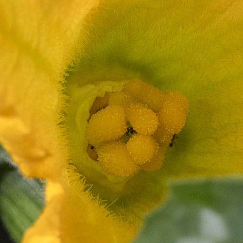 Corazon de calabacin
