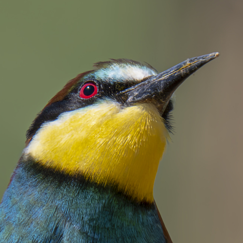 Abejaruco