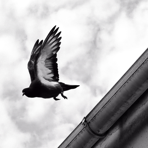 Photo #13812935