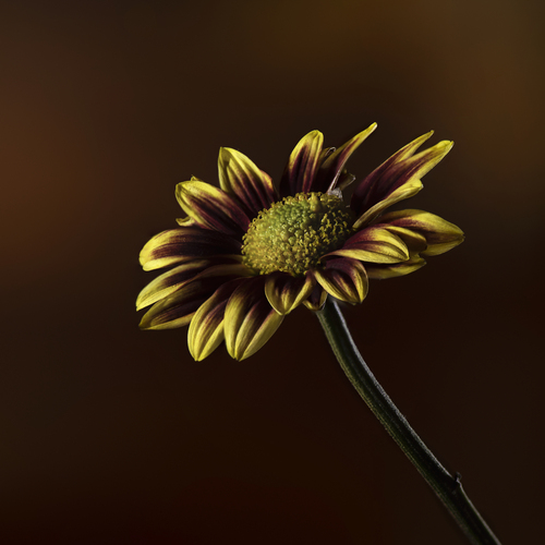 Flower Yellow