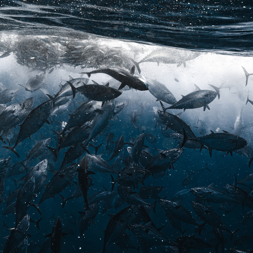 Silver Tide