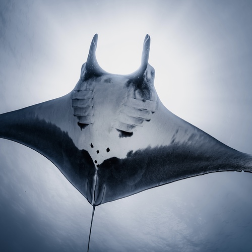 Manta Madness