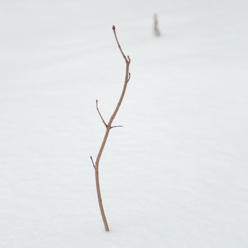 Photo #13813385