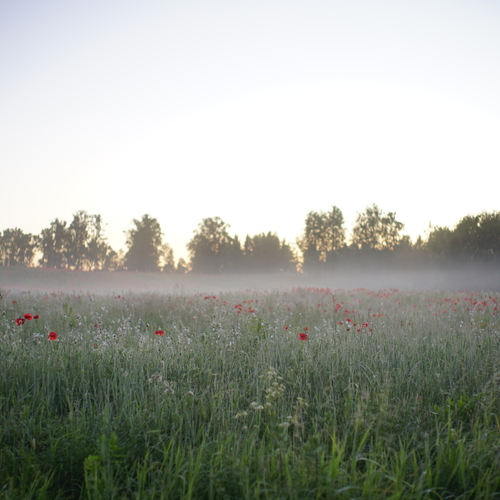 Photo #13813393
